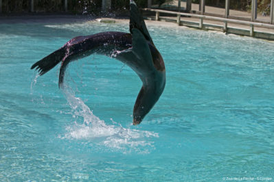 France, Sarthe ( 72  ), zoo de la Flèche , otarie de Californie ( Zalophus californianus) // France , Sarthe , Zoo La Fleche , California sea lion (Zalophus californianus