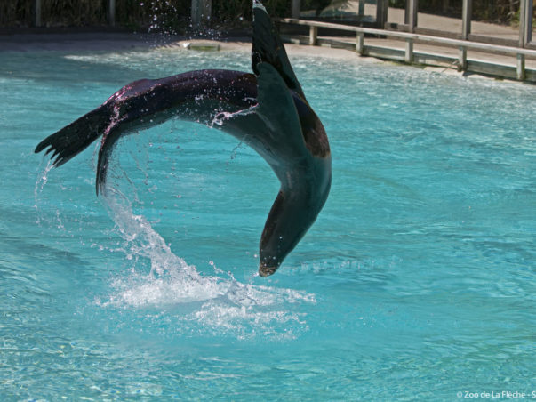 France, Sarthe ( 72  ), zoo de la Flèche , otarie de Californie ( Zalophus californianus) // France , Sarthe , Zoo La Fleche , California sea lion (Zalophus californianus