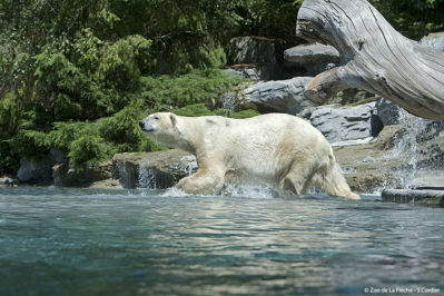 France, Sarthe ( 72  ), zoo de la Flèche , ours polaire (Ursus maritimus) // France , Sarthe , Zoo La Fleche , Polar Bear ( Ursus maritimus )